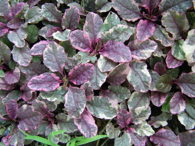 Живучка Бургунди Глоу,d12,XP 