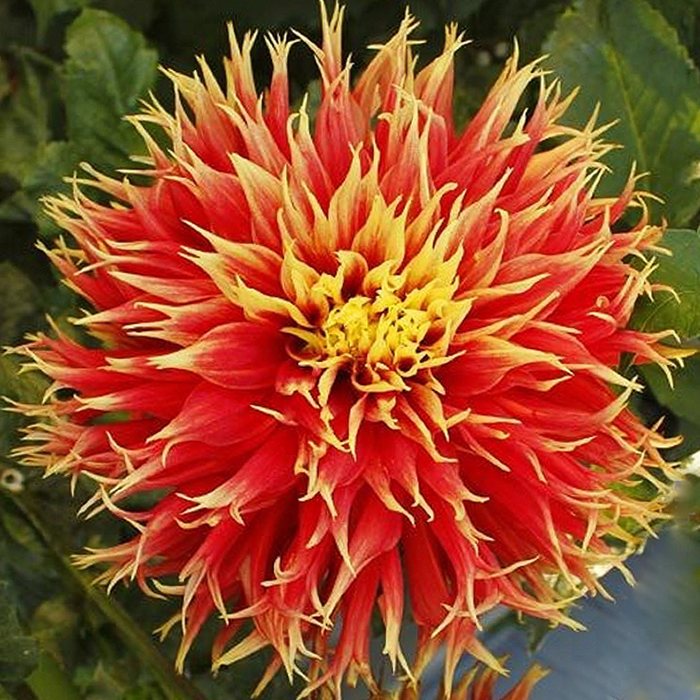 Клубень Георгина Шоу н Телл, 1шт/уп 