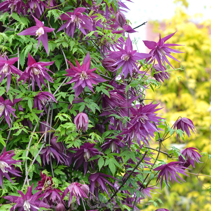 Клематис Пёрпл Сюрпрайз Р9 CL 