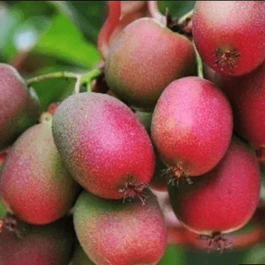 Актинидия Аргута Вейки муж v2 CL 