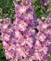 Дельфиниум гибридный Мэджик Фонтейн Черри Блоссом Вайт Би (С3) ЦО 