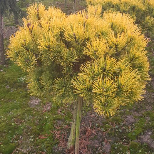 Сосна горная Винтер Голд на штамбе 40см v26 h50-60 UL 