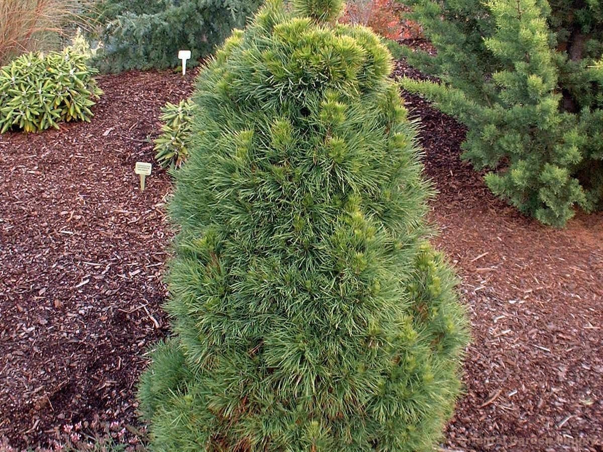 Сосна обыкновенная Глобоза Виридис 30-40 cm Mt 