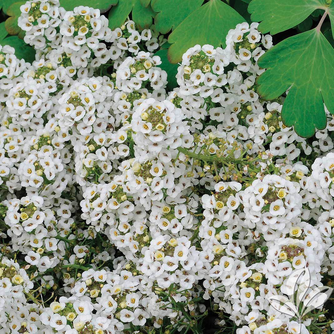 Алиссум ампельный Сноу Кристал смесь D23 ПВ 