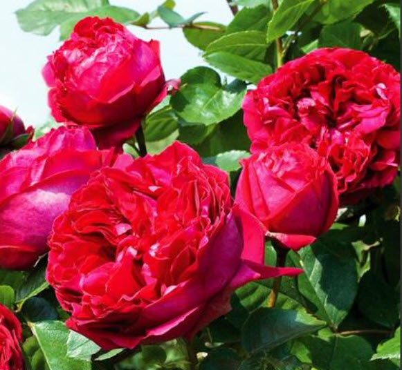 Роза Эрик Таберли в коробке АФ 