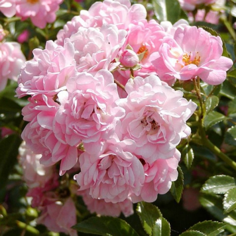 Роза почвопокровная Зе Фейри v5 