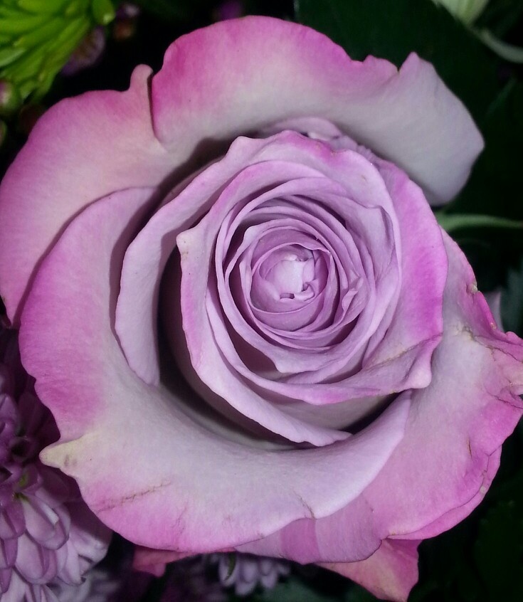 Роза спрей Перпл Симфони v5 Lav 