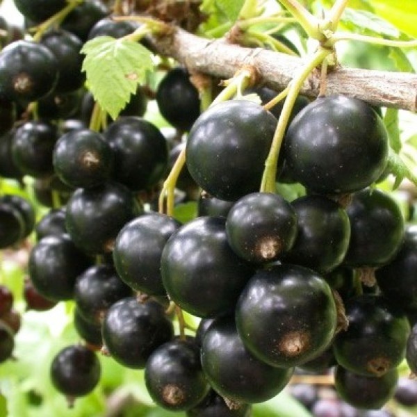 Смородина черная Петербурженка в коробке, Tim по цене  Смородина черная Петербурженка в коробке, Tim