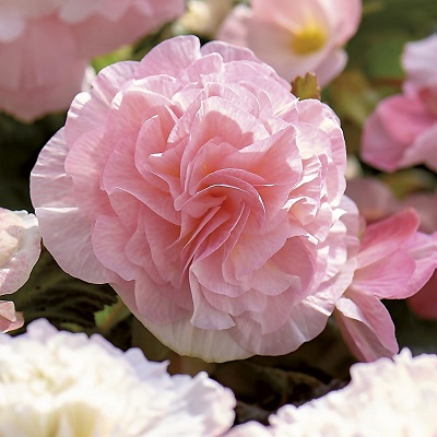 Клубень Бегония Вумми Апфельблют 4/5 1шт Поиск 