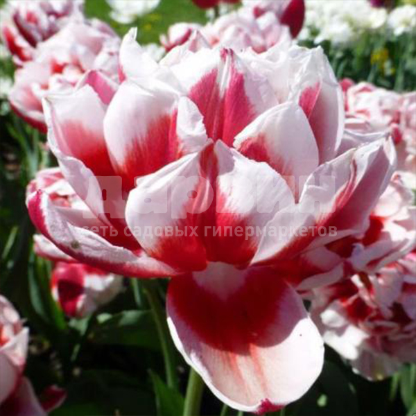 Луковица НВМ Тюльпан Горизонт 10/11 бело-розовый 5шт 