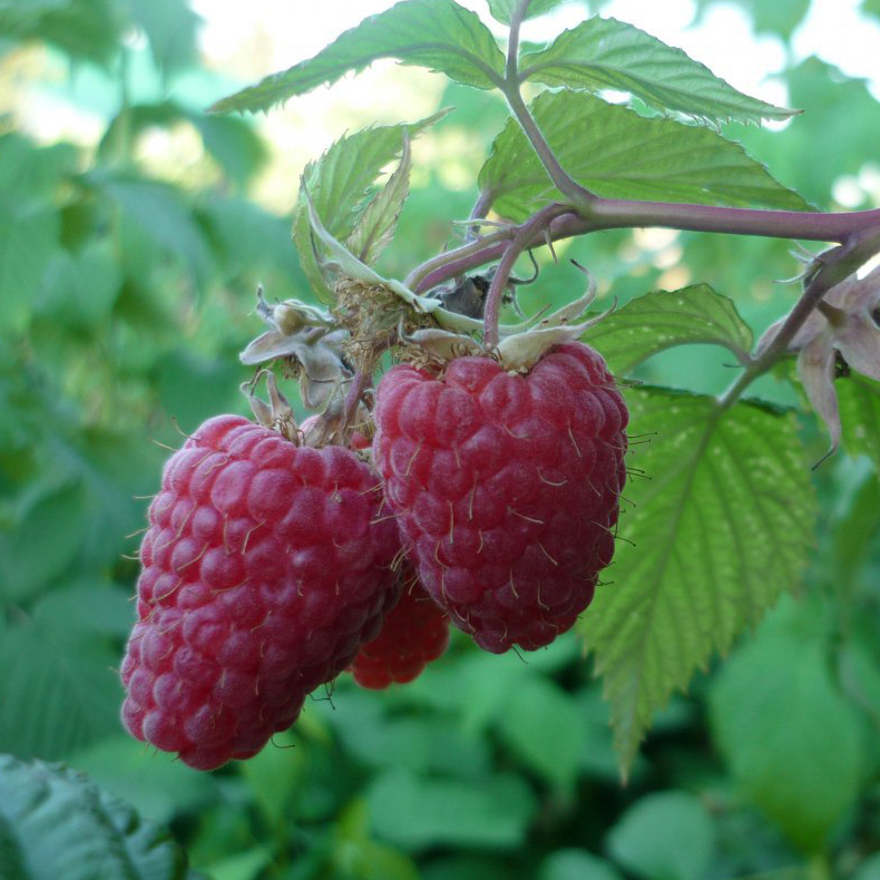 Малина Маросейка, красная 2-х летка v 2 Tim 