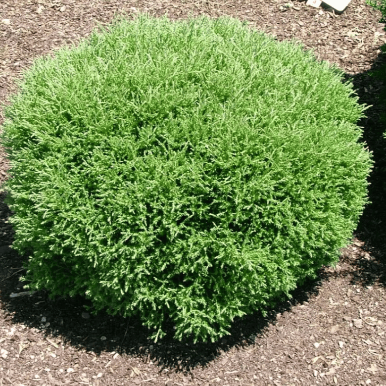 Туя западная Мистер Боулинг Болл C20/26 60-80 Bor 