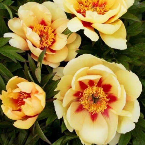 Пион Бордер Чарм v3-5 Tim 