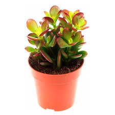 Крассула Овата Минор d5 h15 