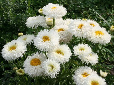 Кореневище Нивяник наибольший Крейзи Дейзи 1шт Поиск 