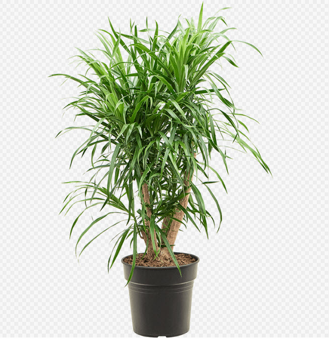 Драцена Анита Вариегата бранч d21 h80 