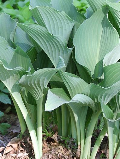 Хоста Кросса Регал Р9 