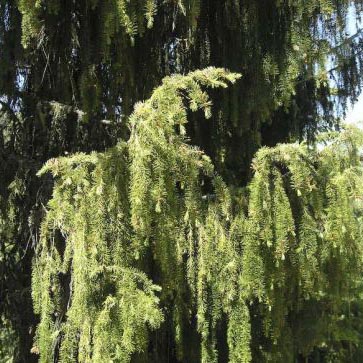 Ель бревера Нана C7.5 30-40 cm Sch 