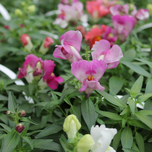 Антирринум большой кассета 6шт Изм 