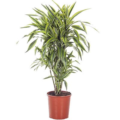 Драцена Фрагранс Лемон Лайм d24 h90 