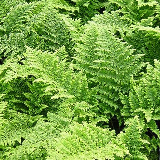 Щитовник австрийский р11 Sw 