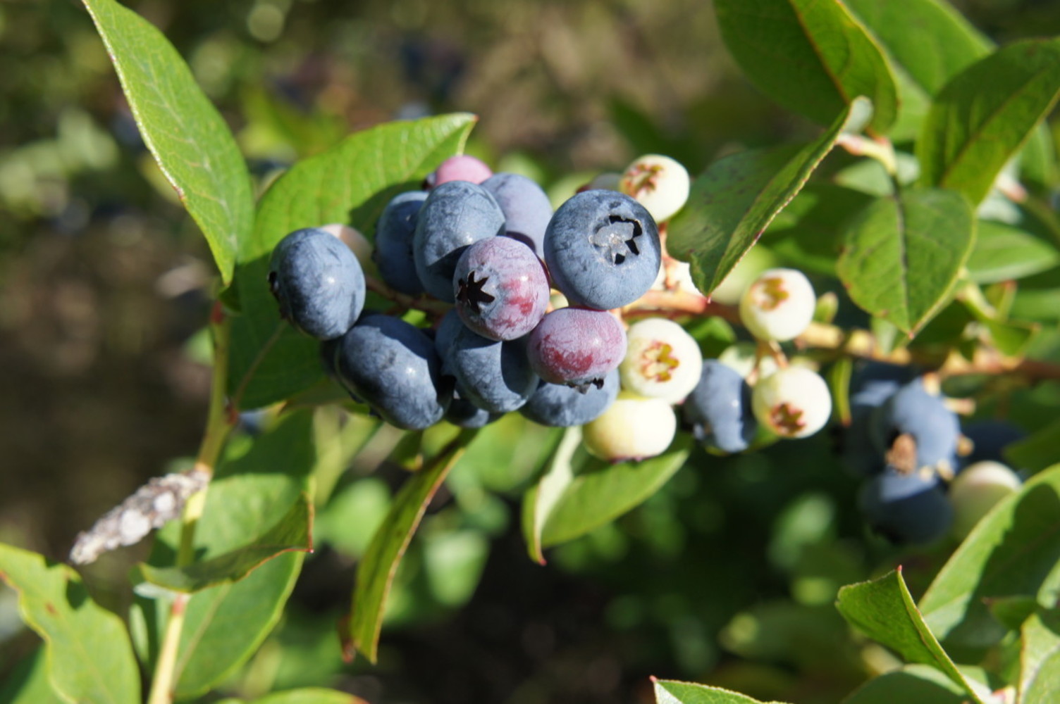 Голубика садовая Норткантри v1 Tim по цене  Голубика садовая Норткантри v1 Tim