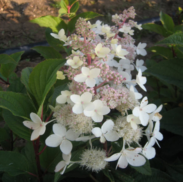 Гортензия метельчатая Юник С3 ЦО 