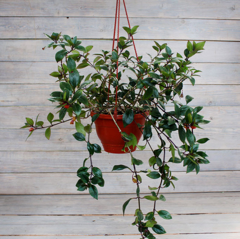 Нематантус кашпо d15 ХР 