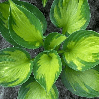 Хоста Колоред Халк v2 Tim 