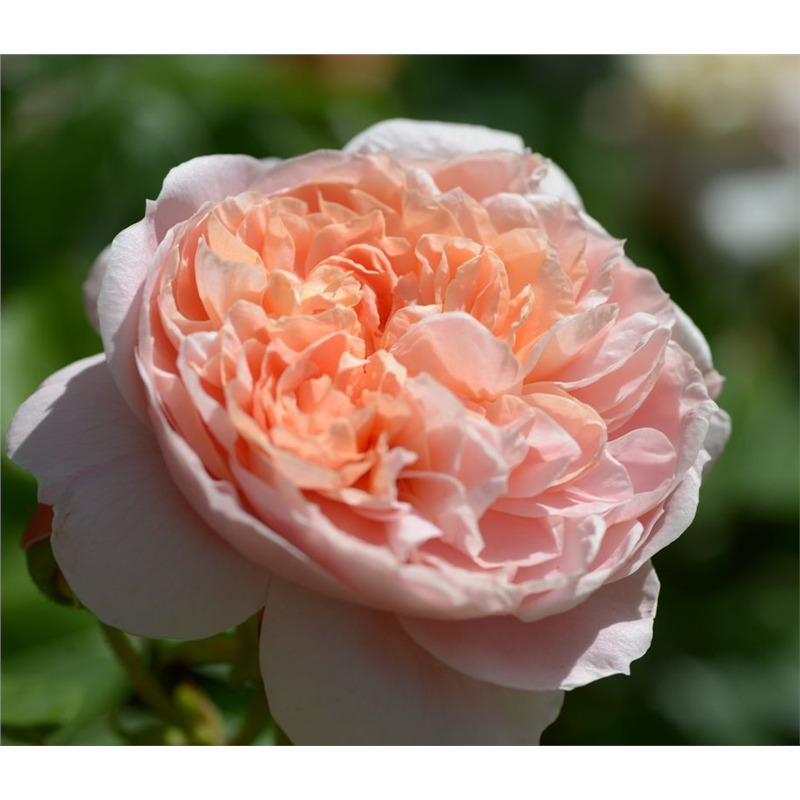 Роза флорибунда Колетт в коробке AV 