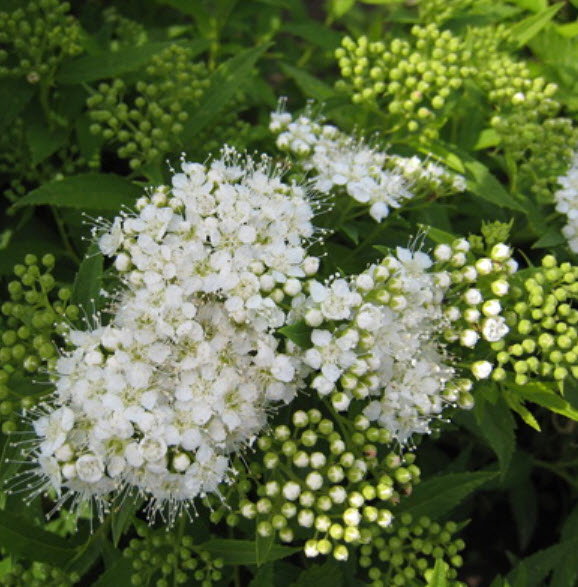 Спирея японская Альбифлора С2 ЦО 