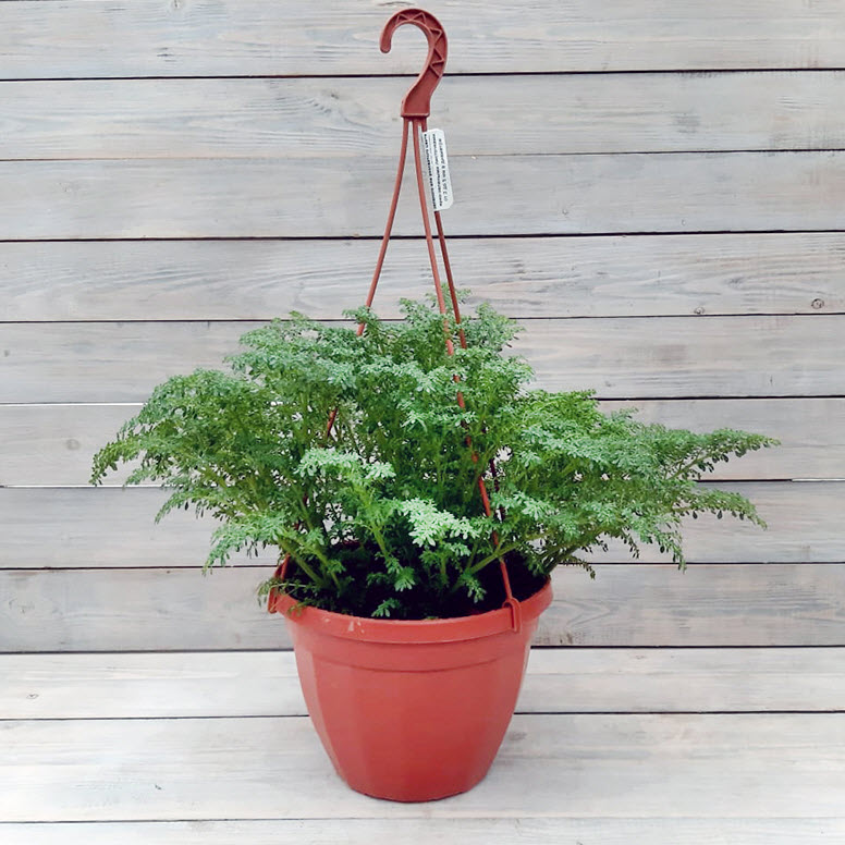 Пилея мелколистная кашпо d15 ХР 