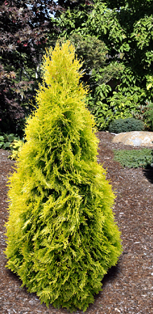 Туя западная Янтарь v7,5 100-120 Bor 