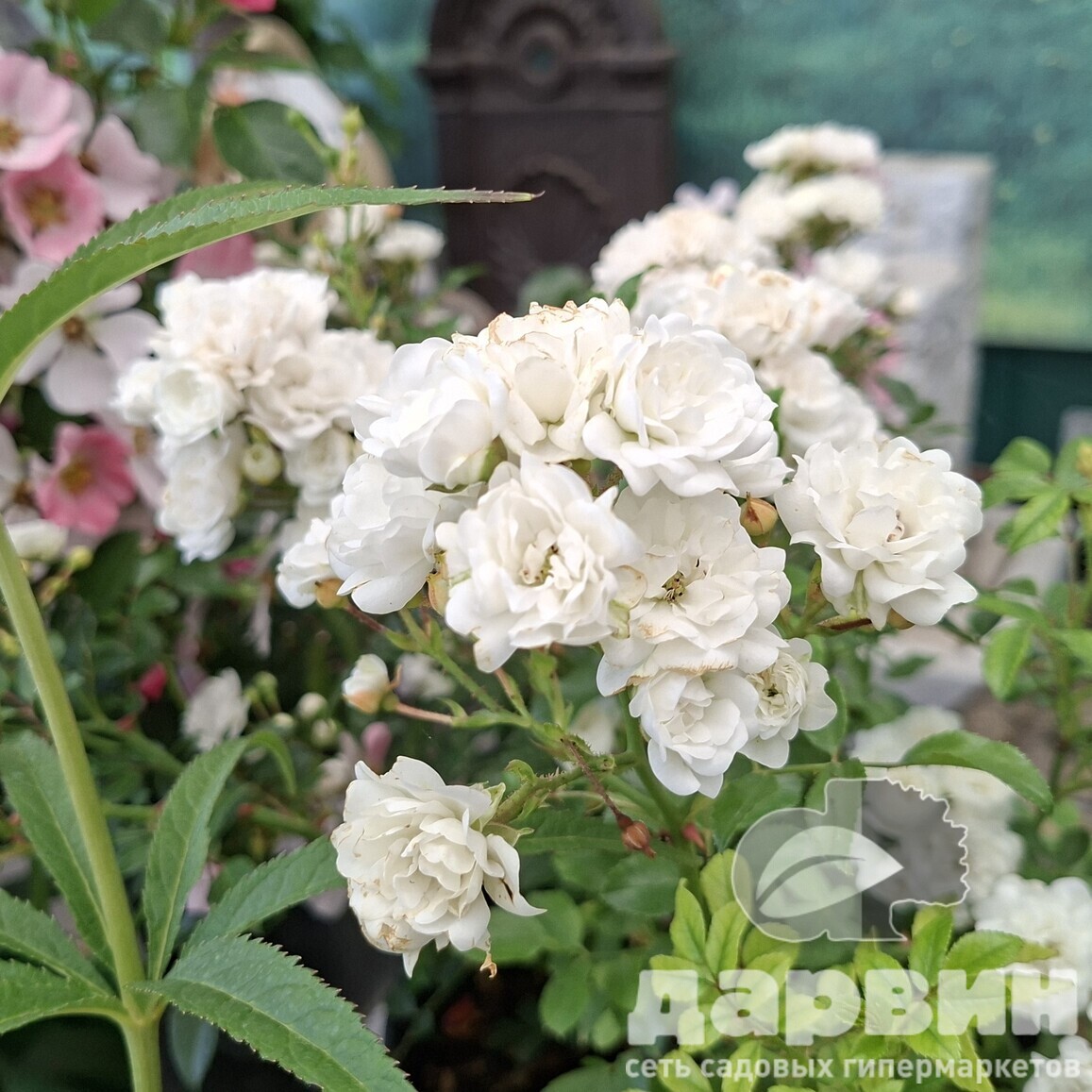 Роза почвопокровная Уайт Фейри C7 YP 