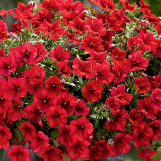 Петуния ампельная Суфиния красая D23 ПВ 