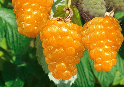 Малина Желтый Гигант желт. в коробке ЦО 