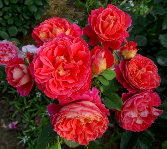 Роза кустовая Рен Саммю v5 Lav 