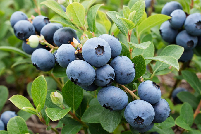 Голубика: правила успешного выращивания от выбора саженца до обрезки.