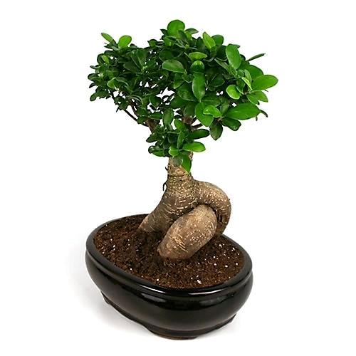 Фикус микрокарпа Гинсенг в керамике d11 h35 