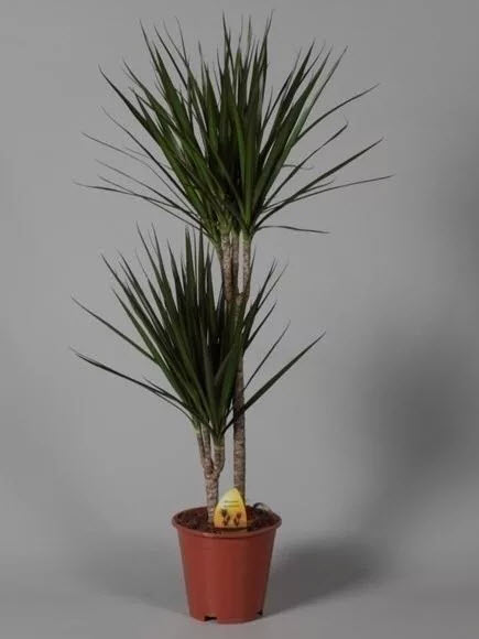 Драцена Маргината Маджента 2 ств d19 h70 