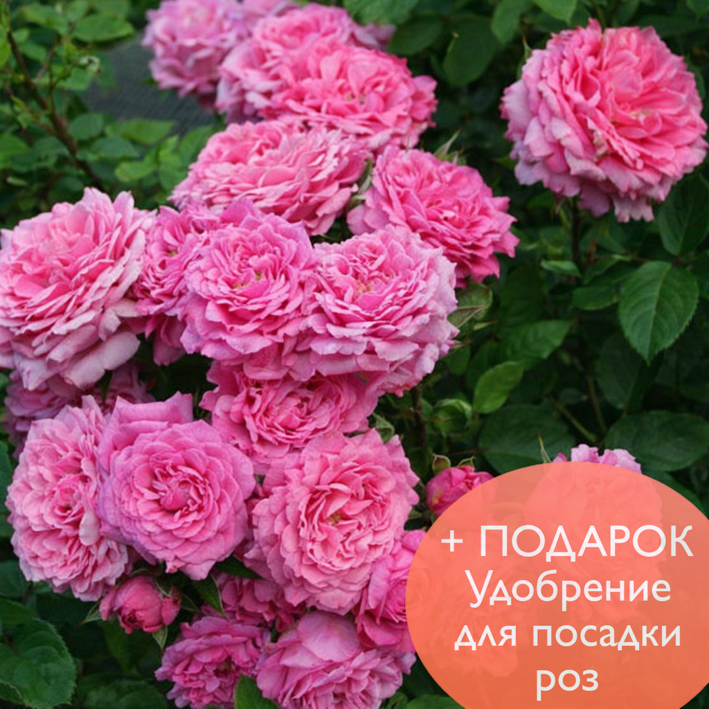 Роза Плетистая Бьенвеню в коробке Биосфера + подарок