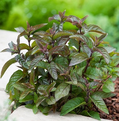 Корневище Мята перечная  Шоколад 1 штПоиск 