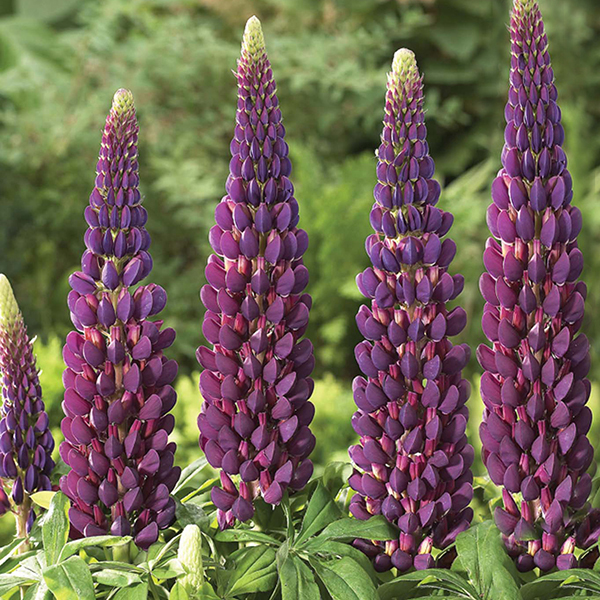 Корневище НВМ Люпин Перпл (I) 2шт 