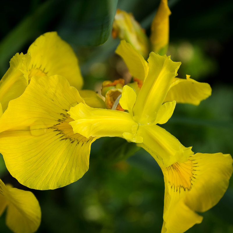 Корневище Ирис болотный Вариегата v2-3 Tim 