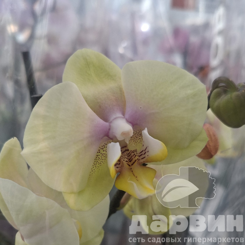 Фаленопсис 3 ст д12 ЯР (5) ватермарка