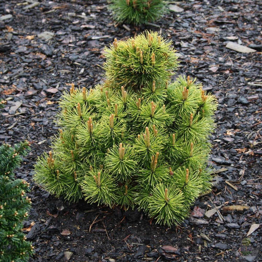 Сосна обыкновенная Анни'с Винтер Сан  30-40 Mt 