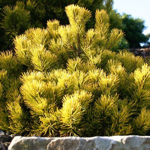 Сосна горная Винтер Голд v7,5 25-30 Tw 