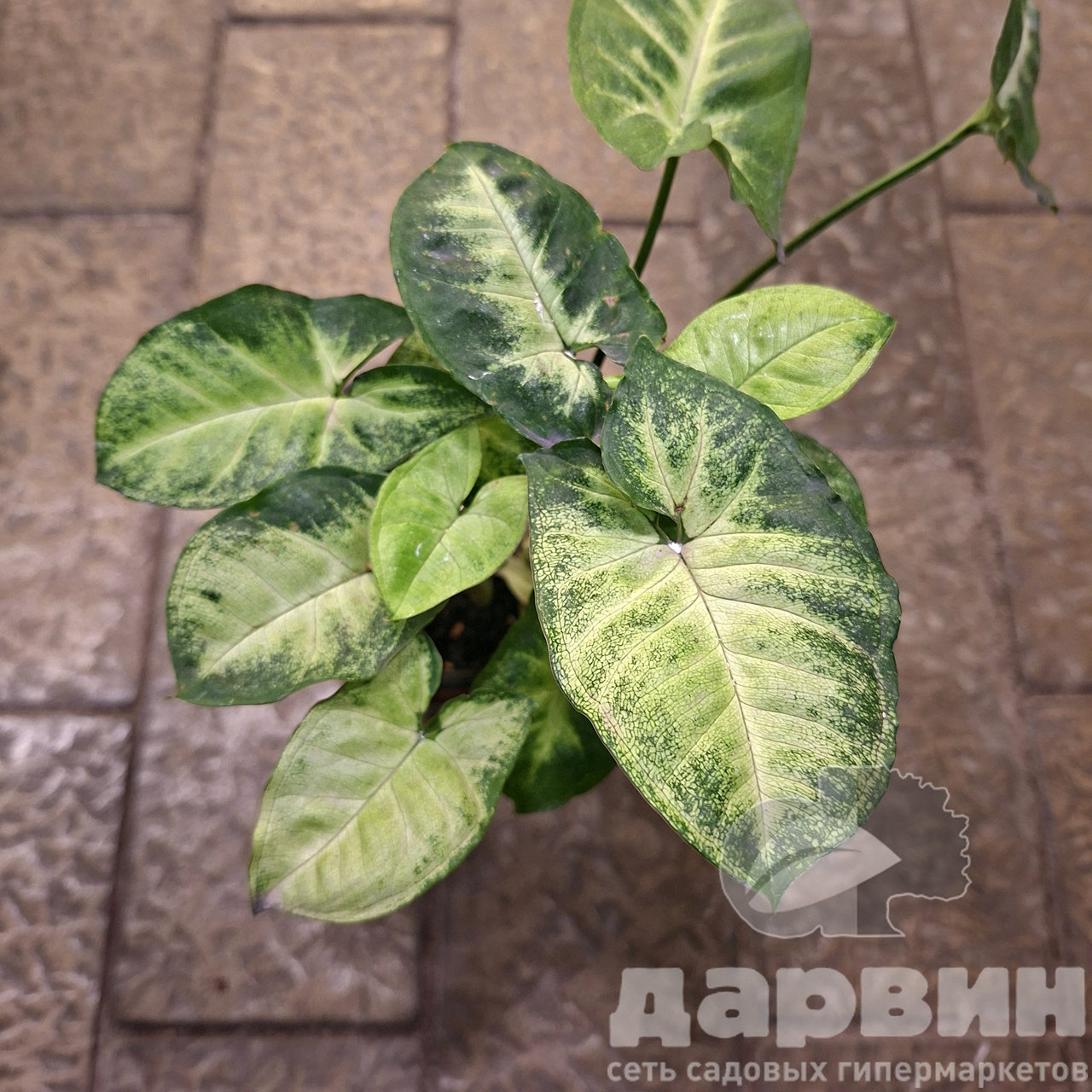 Сингониум Пинкси д12 тим (2) marked