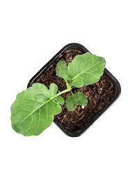 Рассада капуста брокколи в ассортименте к6 bix 