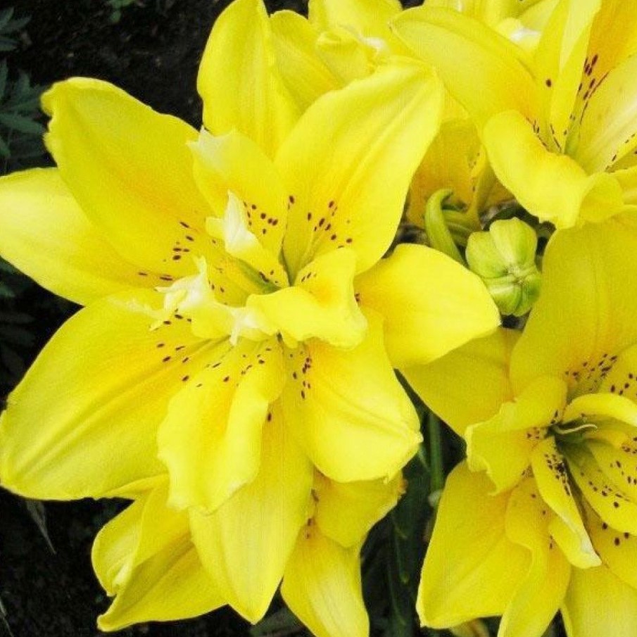 Луковица НВМ Лилия  Азиатская Томос 10/12 2шт 